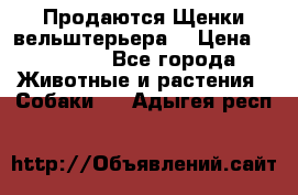 Продаются Щенки вельштерьера  › Цена ­ 27 000 - Все города Животные и растения » Собаки   . Адыгея респ.